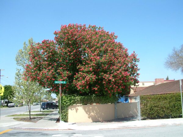 <i>Aesculus</i> x <i>carnea</i>