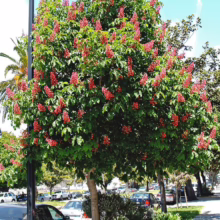 Aesculus x carnea (Red Horse Chestnut) in a city.