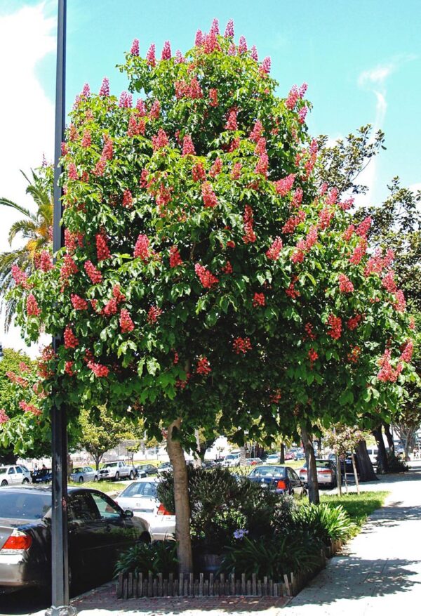 <i>Aesculus</i> x <i>carnea</i> - Image 7