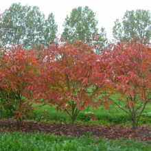 Aesculus x neglecta 'Erythroblastos' (Horse Chestnut) Autumn Tree