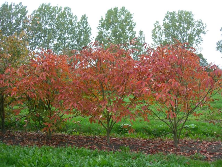 Aesculus x neglecta 'Erythroblastos' (Horse Chestnut) Autumn Tree