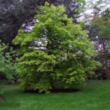 Aesculus x neglecta 'Erythroblastos' (Horse Chestnut) Tree