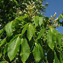 Aesculus x neglecta 'Erythroblastos' (Horse Chestnut) Foliage