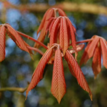 Aesculus x neglecta 'Erythroblastos' (Horse Chestnut) Autumn Foliage