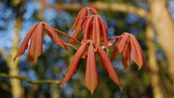 <i>Aesculus</i> x <i>neglecta</i> 'Erythroblastos' - Image 5