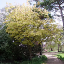 Aesculus x neglecta 'Erythroblastos' (Horse Chestnut) Tree