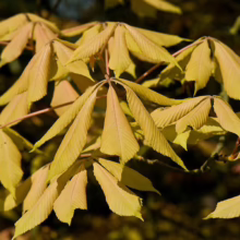 Aesculus x neglecta 'Erythroblastos' (Horse Chestnut) Autumn Foliage