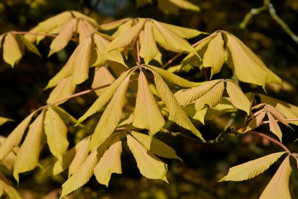 <i>Aesculus</i> x <i>neglecta</i> 'Erythroblastos' - Image 7