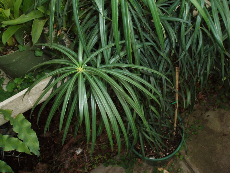 afrocarpus mannii sao tome yellowwood foliage - Leafland