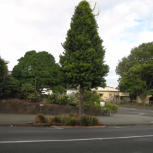 Agathis australis (Kauri) Tree