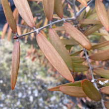 Agathis australis (Kauri) Foliage