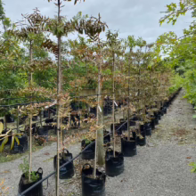 45L Agathis australis (Kauri) at Leafland