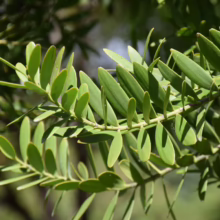 Agathis australis (Kauri) Foliage
