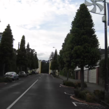 Agathis australis (Kauri) Trees