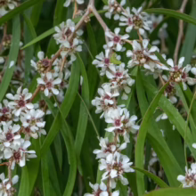 Agonis flexuosa (Peppermint Tree) Flower