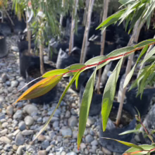 Agonis flexuosa (Peppermint Tree) Foliage