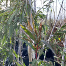 Agonis flexuosa (Peppermint Tree) Foliage