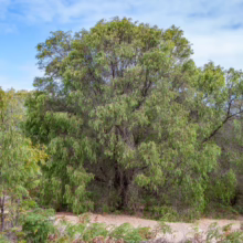Agonis flexuosa (Peppermint Tree) Tree
