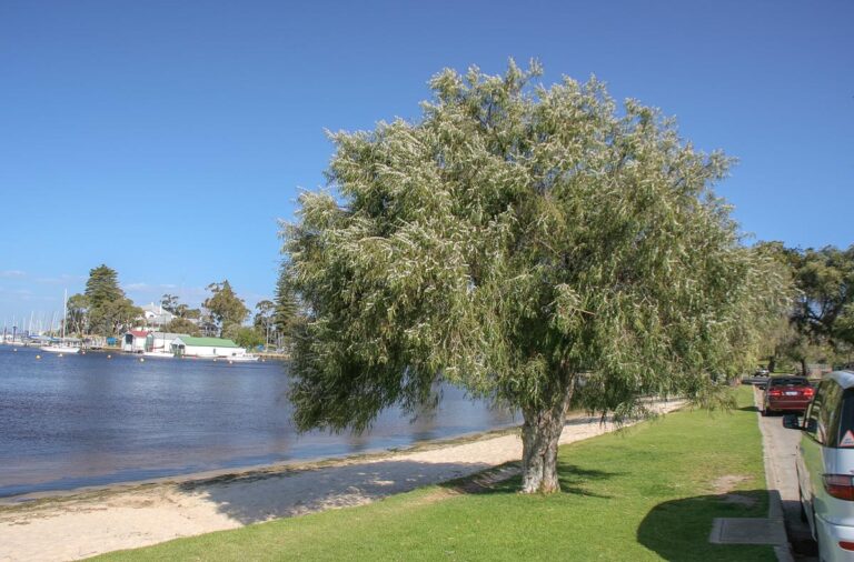 agonis flexuosa - Leafland