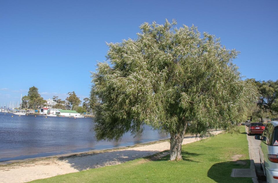 Agonis flexuosa (Peppermint Tree) Tree