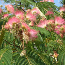 Albizia julibrissin (Silk Tree) Flower
