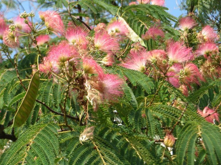 Albizia julibrissin (Silk Tree) Flower