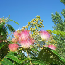 Albizia julibrissin (Silk Tree) Flower