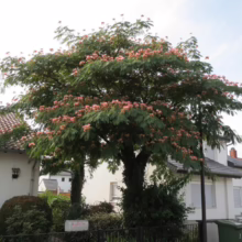 Albizia julibrissin (Silk Tree) Flowering Tree