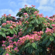 Albizia julibrissin (Silk Tree) Flower