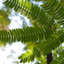 Albizia julibrissin (Silk Tree) Foliage