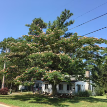 Albizia julibrissin (Silk Tree) Flowering Tree