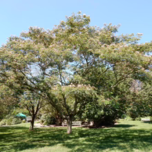 Albizia julibrissin (Silk Tree) Tree