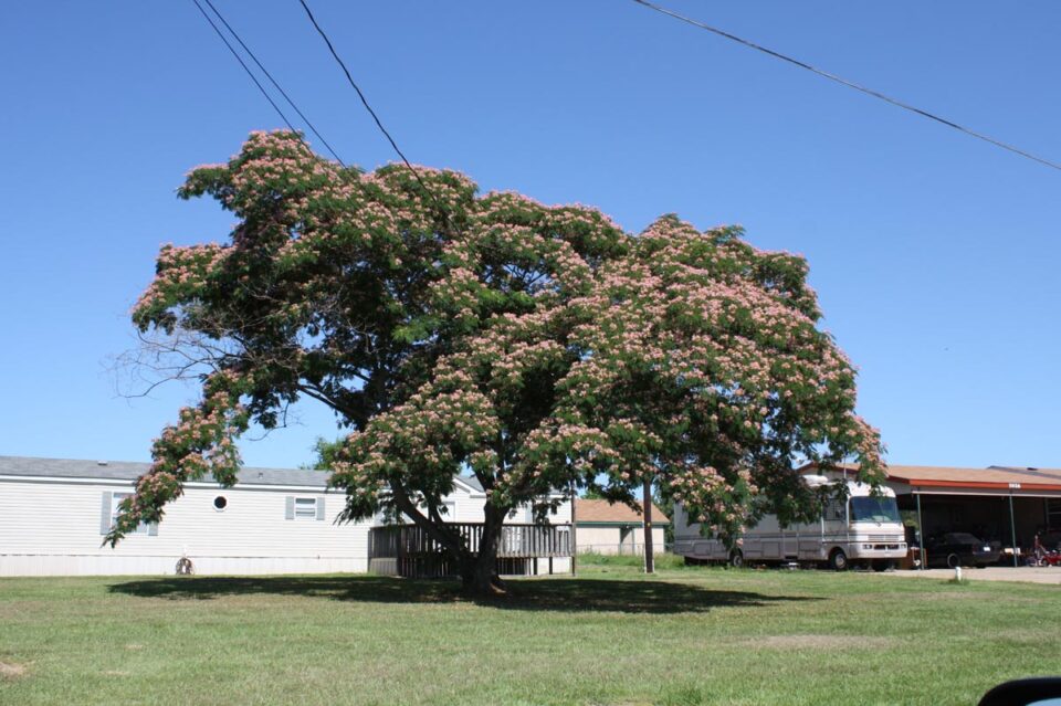Albizia julibrissin (Silk Tree) Flowering Tree