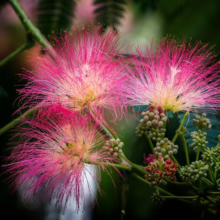 Albizia julibrissin 'Red Silk' (Silk Tree) Flower