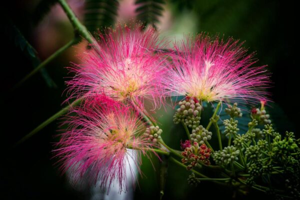 <i>Albizia julibrissin</i> 'Red Silk' - Image 10