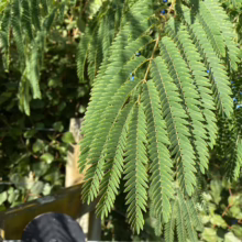 Albizia julibrissin 'Red Silk' (Silk Tree) Foliage