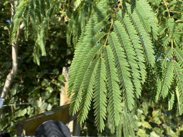 <i>Albizia julibrissin</i> 'Red Silk' - Image 11