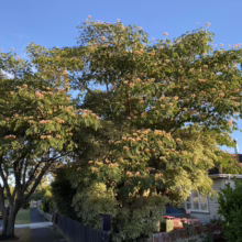 Albizia julibrissin 'Red Silk' (Silk Tree) Flowering Tree