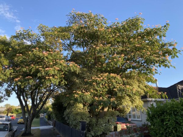 <i>Albizia julibrissin</i> 'Red Silk' - Image 12