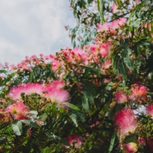 Albizia julibrissin 'Red Silk' (Silk Tree) Flower