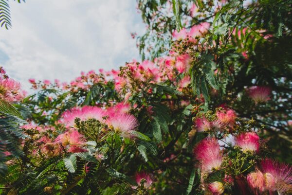 <i>Albizia julibrissin</i> 'Red Silk' - Image 13