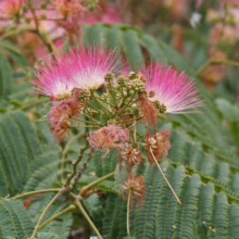 Albizia julibrissin 'Red Silk' (Silk Tree) Flower