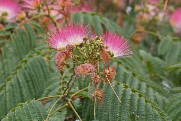 <i>Albizia julibrissin</i> 'Red Silk' - Image 14