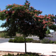 Albizia julibrissin 'Red Silk' (Silk Tree) Flowering Tree