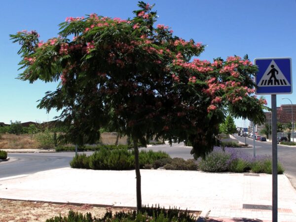 <i>Albizia julibrissin</i> 'Red Silk' - Image 15