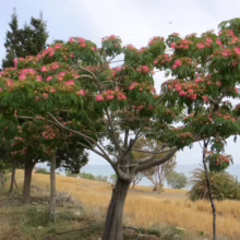 Albizia julibrissin 'Red Silk' (Silk Tree) Flowering Tree