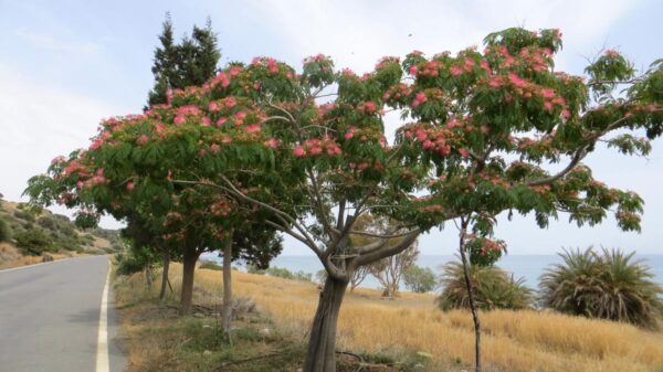 <i>Albizia julibrissin</i> 'Red Silk' - Image 16