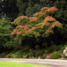 Albizia julibrissin 'Red Silk' (Silk Tree) Flowering Tree