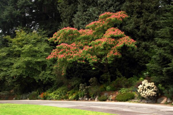 <i>Albizia julibrissin</i> 'Red Silk' - Image 17