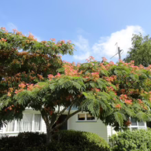 Albizia julibrissin 'Red Silk' (Silk Tree) Flowering Tree